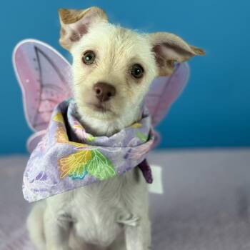 Rescue Terrier Dogs for Adoption in Fresno, California - Cupcake | PetCurious