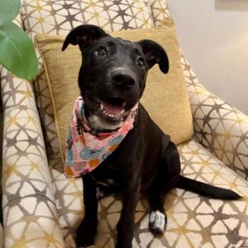 Labrador Retriever and Flat Coated Retriever Dogs Available for Adoption in Friendswood, Texas - Virginia Cutie Little Love Bug | PetCurious