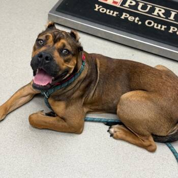 Scarlet -  Cane Corso Dog for Adoption in Brentwood, Missouri - Scarlet | PetCurious