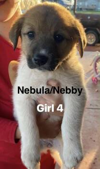 Great Pyrenees Dogs Available for Adoption in Winter Park, Colorado - Nebula | PetCurious