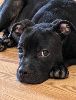 Archie -  Boxer Dog for Adoption in Milton, Georgia - Archie | PetCurious