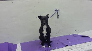 Staffordshire Bull Terrier and Mixed Breed Dogs Available for Adoption in Houston, Texas - JASMINE | PetCurious