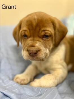 Mixed Breed Dogs Available for Adoption - Grant | PetCurious