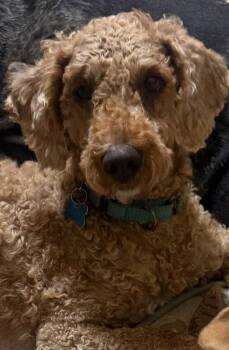 Poodle and Golden Retriever Dogs Available for Adoption - Taylor | PetCurious