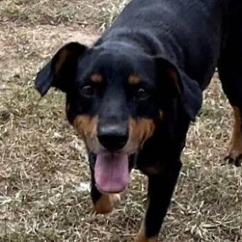 Sherman * -  Black And Tan Coonhound and Mixed Breed Dog for Adoption in Hackett, Arkansas - Sherman * | PetCurious