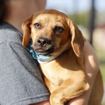 MINI -  Terrier and Mixed Breed Dog for Adoption in San Antonio, Texas - MINI | PetCurious