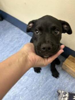 Chunky Monkey -  Mixed Breed Dog for Adoption in Charleston, South Carolina - Chunky Monkey | PetCurious