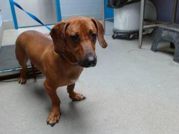 HOMER -  Basset Hound and Mixed Breed Dog for Adoption in Albuquerque, New Mexico - HOMER | PetCurious