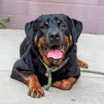 Charisma -  Mixed Breed Dog for Adoption in Chamblee, Georgia - Charisma | PetCurious