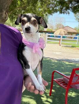 Chihuahua Dogs Available for Adoption - Precious  | PetCurious