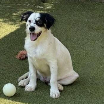 Rescue Terrier Dogs for Adoption in Houston, Texas - Tilbury | PetCurious