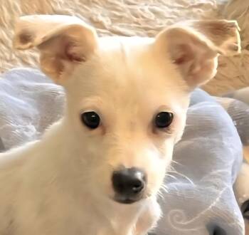 Rescue Chihuahua Dogs for Adoption in New York, New York - WINNIE *Bonded With MINNIE* In NY | PetCurious