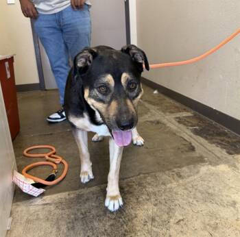 FINN -  German Shepherd Dog Dog for Adoption in Ontario, California - FINN | PetCurious