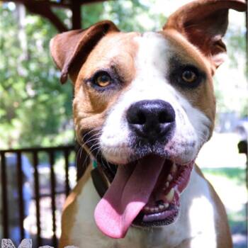 Mac -  American Staffordshire Terrier and Mixed Breed Dog for Adoption in Hagerstown, Maryland - Mac | PetCurious