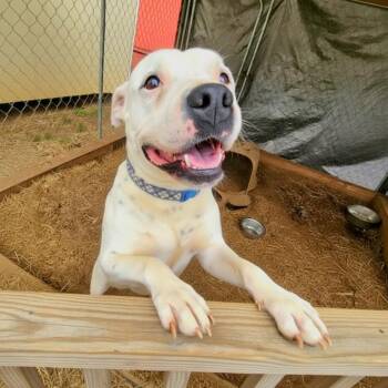 American Staffordshire Terrier Dogs Available for Adoption in Delta, Alabama - Percy | PetCurious