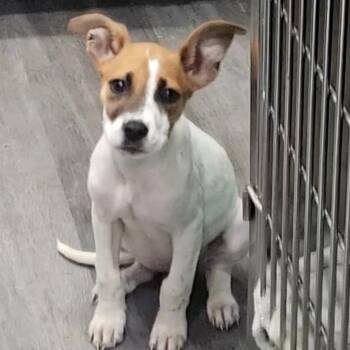 Pit Bull Terrier and Mixed Breed Dogs Available for Adoption in Corpus Christi, Texas - Kali | PetCurious