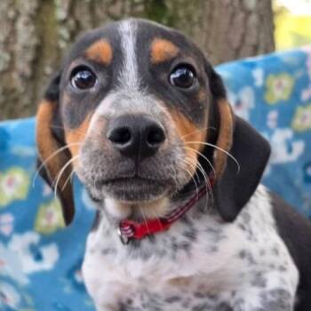 Beagle Dogs Available for Adoption - Franklin | PetCurious