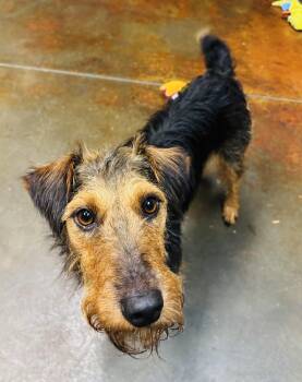 Tucker -  Airedale Terrier Dog for Adoption in Council Bluffs, Iowa - Tucker | PetCurious