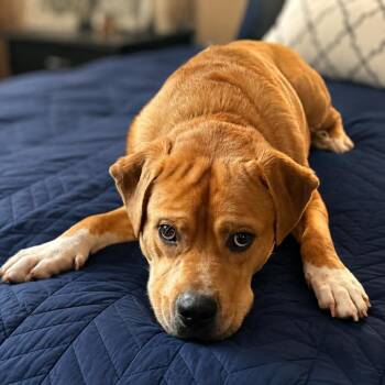 King -  Basset Hound and Labrador Retriever Dog for Adoption in Seguin, Texas - King | PetCurious