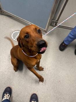 Ed -  Redbone Coonhound Dog for Adoption in Bloomington, Indiana - Ed | PetCurious