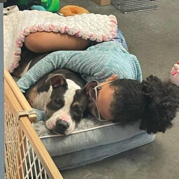 Rescue Pit Bull Terrier Dogs for Adoption in Dickinson, Texas - Jasmine | PetCurious