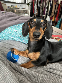 Rescue Dachshund Dogs for Adoption in Lafayette, Colorado - Milo | PetCurious