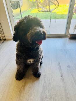 Rescue Goldendoodle Dogs for Adoption in Miami, Florida - Twilight | PetCurious