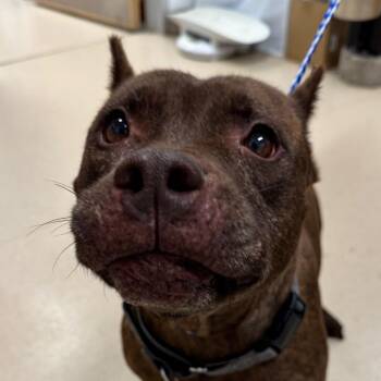 Laurel -  Pit Bull Terrier Dog for Adoption in Austin, Texas - Laurel | PetCurious