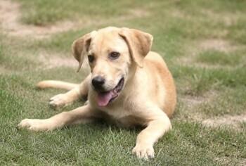 Charlie -  Golden Retriever and Labrador Retriever Dog for Adoption in Watertown, Connecticut - Charlie | PetCurious