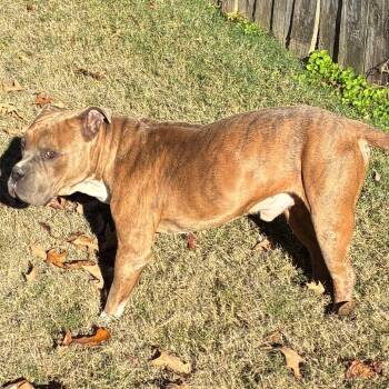 American Bulldog and English Bulldog Dogs Available for Adoption - Blade  | PetCurious