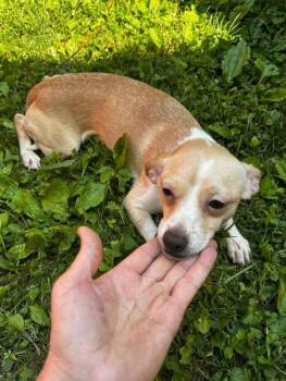 Faith -  Chihuahua Dog Available for Adoption in Knoxville, Tennessee - Faith | PetCurious