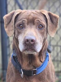 Rescue Labrador Retriever Dogs for Adoption in Burlington, New Jersey - Randy | PetCurious