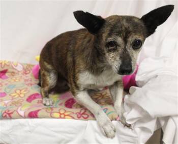 Chihuahua Dogs Available for Adoption in Modesto, California - EARL | PetCurious