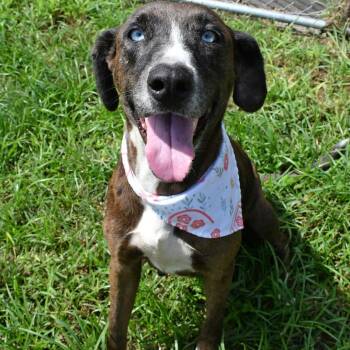 Laurie -  Catahoula Leopard Dog Dog for Adoption in Beaumont, Texas - Laurie | PetCurious