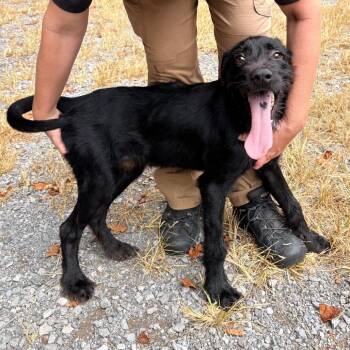 Trip -  Mixed Breed Dog for Adoption in Brentwood, Missouri - Trip | PetCurious