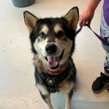 Baxter -  Mixed Breed Dog for Adoption in Huntington, West Virginia - Baxter | PetCurious