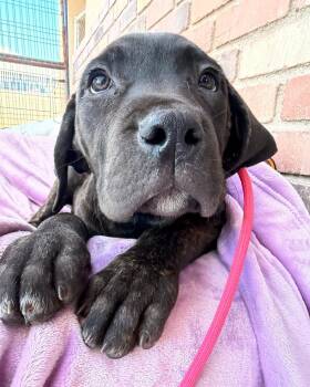 Cane Corso Dogs Available for Adoption in Glendale, Arizona - Beldar | PetCurious