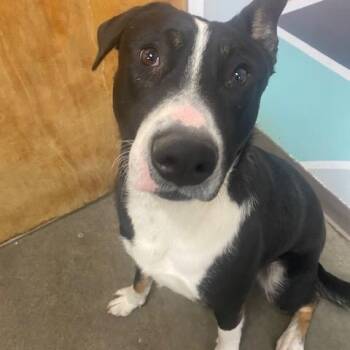 Rescue American Staffordshire Terrier Dogs for Adoption in The Dalles, Oregon - Dewey | PetCurious