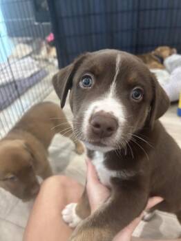Moonbeam -  Husky and Shepherd Dog for Adoption in Pflugerville, Texas - Moonbeam | PetCurious