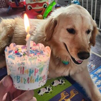 Golden Retriever Dogs Available for Adoption - Yoshiro #6955 | PetCurious