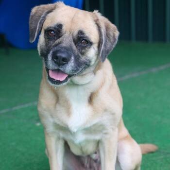 Cissy -  Mixed Breed and Boxer Dog for Adoption in Roanoke, Virginia - Cissy | PetCurious
