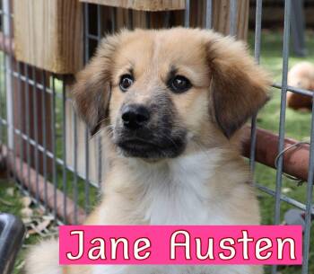 Australian Shepherd Dogs Available for Adoption in Southlake, Texas - Jane Austin | PetCurious