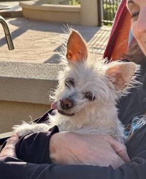 Yorkshire Terrier Dogs Available for Adoption in Elk Grove, California - Farrah | PetCurious