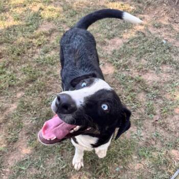 Smokey -  Husky and Border Collie Dog for Adoption in Brownsboro, Alabama - Smokey | PetCurious