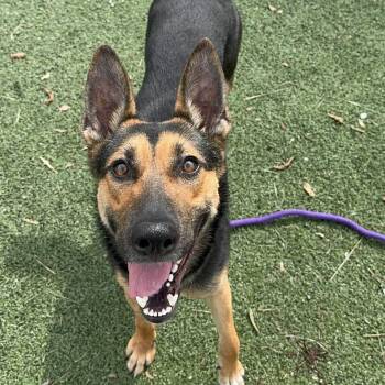 German Shepherd Dog Dogs Available for Adoption - Sunstorm  | PetCurious