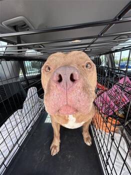 BRUNO -  American Staffordshire Terrier Dog for Adoption in San Antonio, Texas - BRUNO | PetCurious