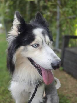 FLACO -  Siberian Husky and Mixed Breed Dog for Adoption in Houston, Texas - FLACO | PetCurious