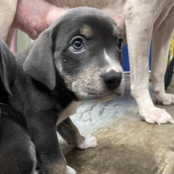JJ -  Pit Bull Terrier and Mixed Breed Dog for Adoption in Eureka Springs, Arkansas - JJ | PetCurious