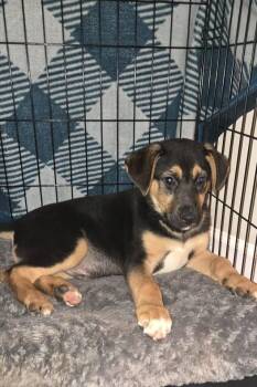 German Shepherd Dog and Labrador Retriever Dogs Available for Adoption - Rocky | PetCurious