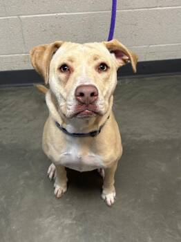 Rescue Mixed Breed Dogs for Adoption in Dekalb, Illinois - Dina | PetCurious